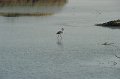 21.10.2012 Saline di Priolo (95)